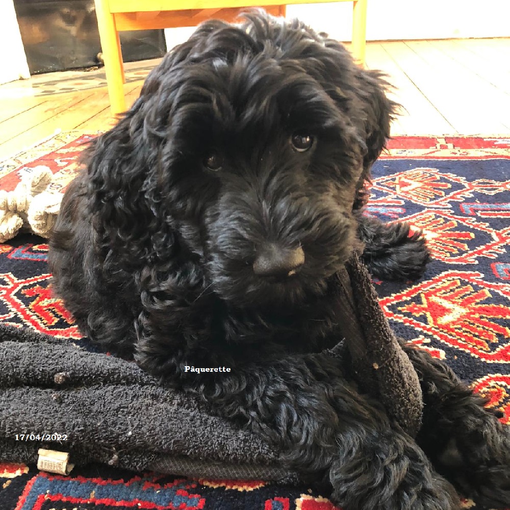 chiot chien d'eau portugais