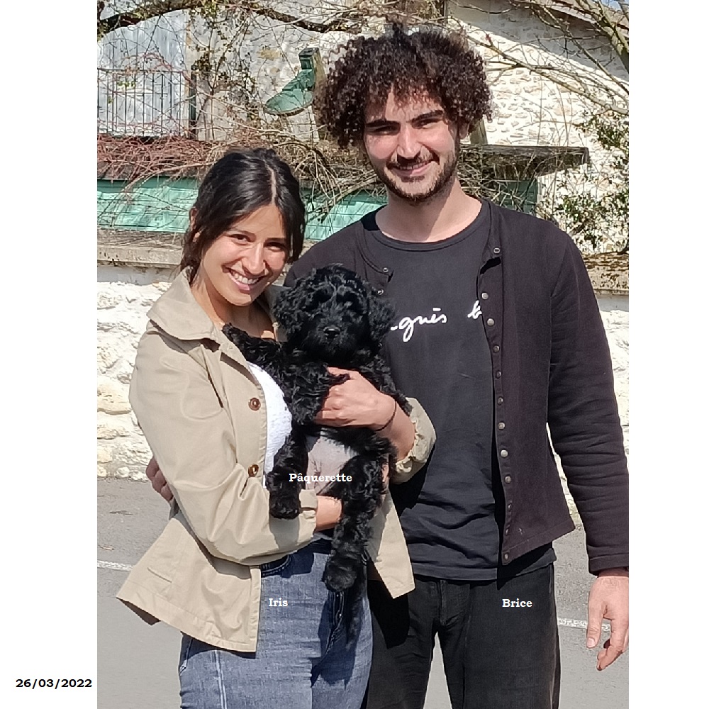 chiot chien d'eau portugais