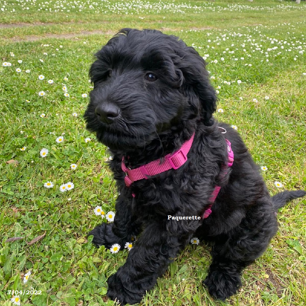 chiot chien d'eau portugais