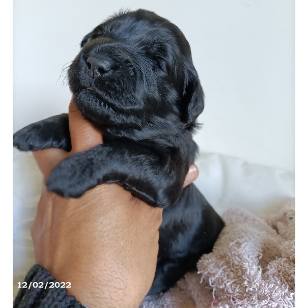 chiot chien d'eau portugais