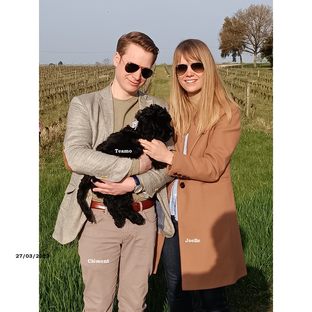 chiot chien d'eau portugais