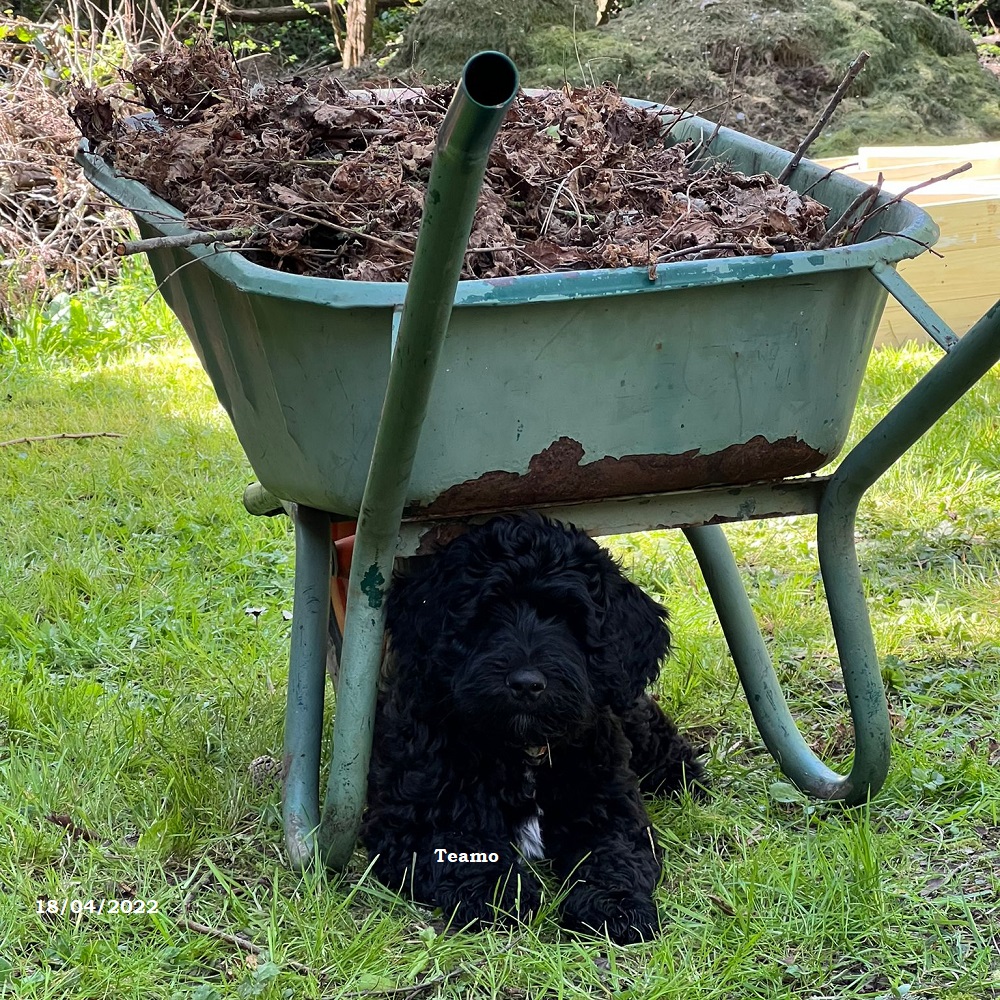 chiot chien d'eau portugais