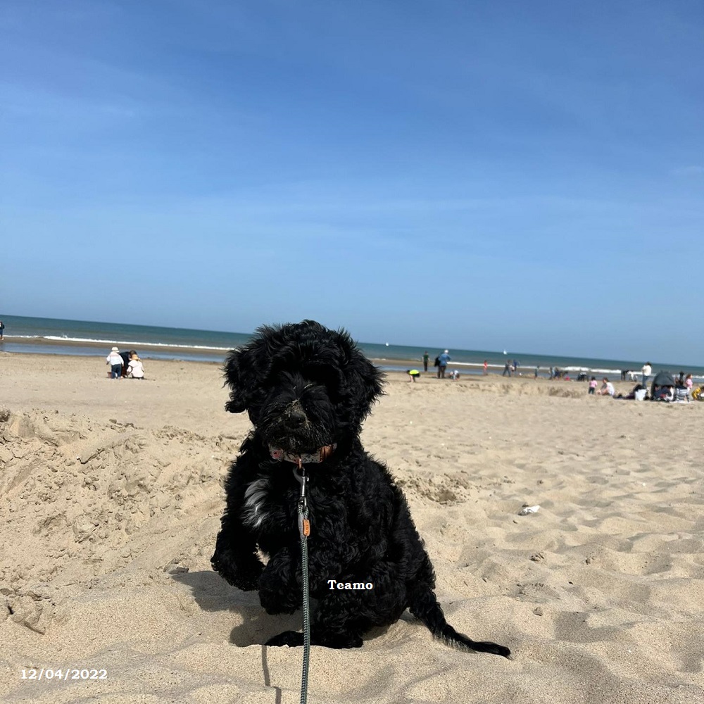 chiot chien d'eau portugais