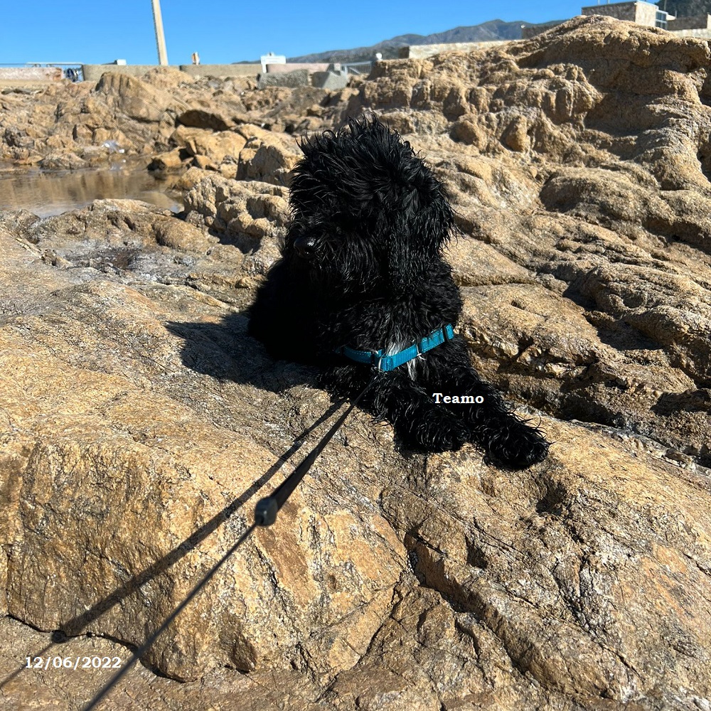 chiot chien d'eau portugais