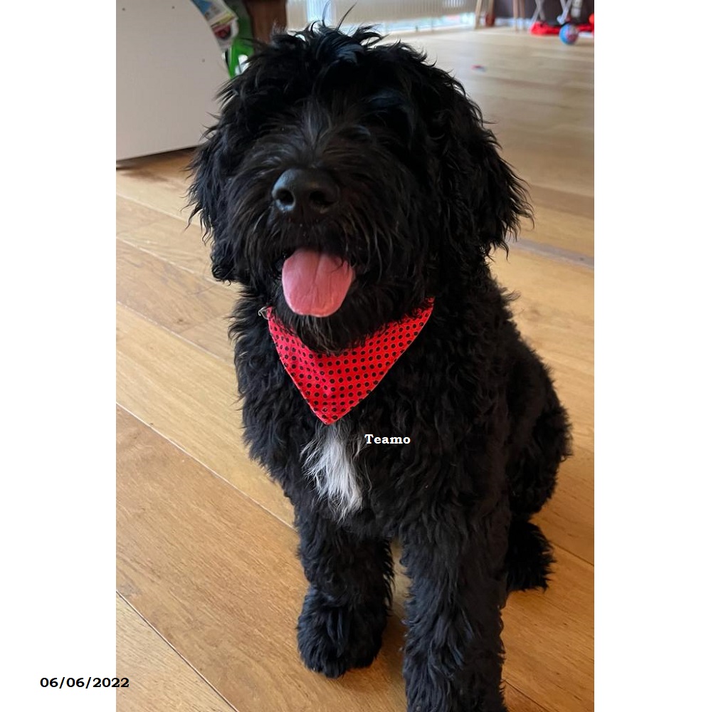 chiot chien d'eau portugais