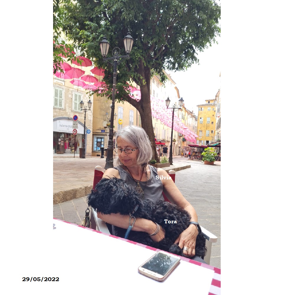 chiot chien d'eau portugais