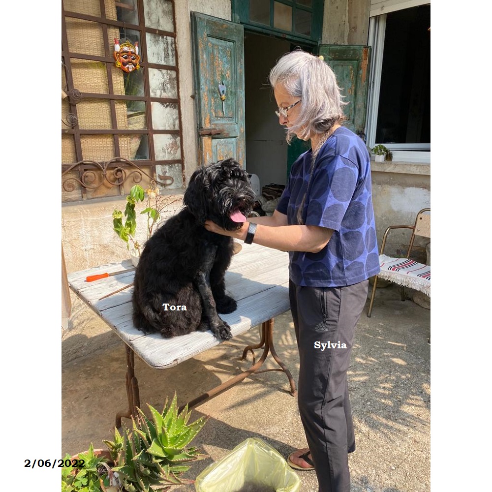 chiot chien d'eau portugais