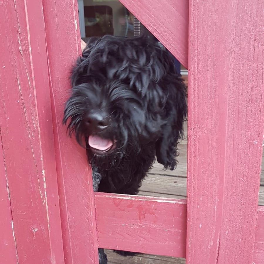 chiot chien d'eau portugais