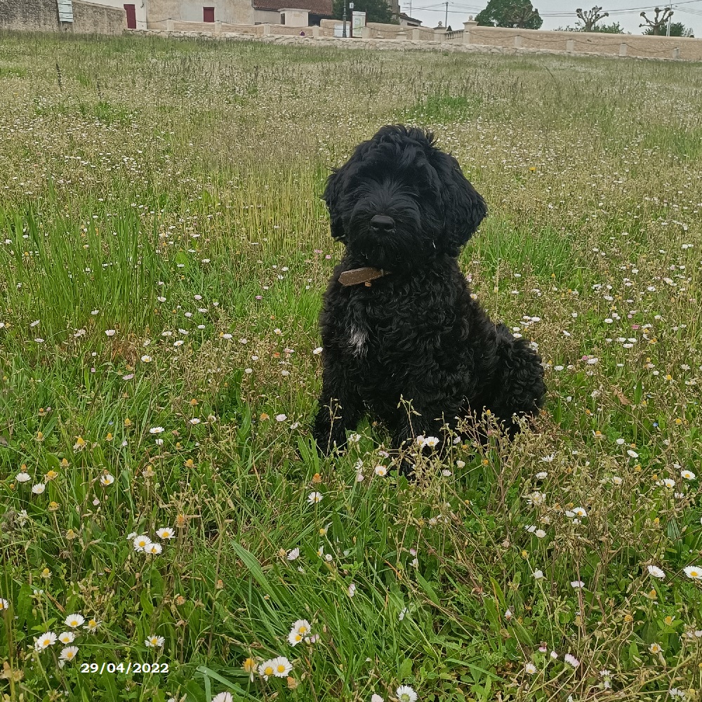 chiot chien d'eau portugais
