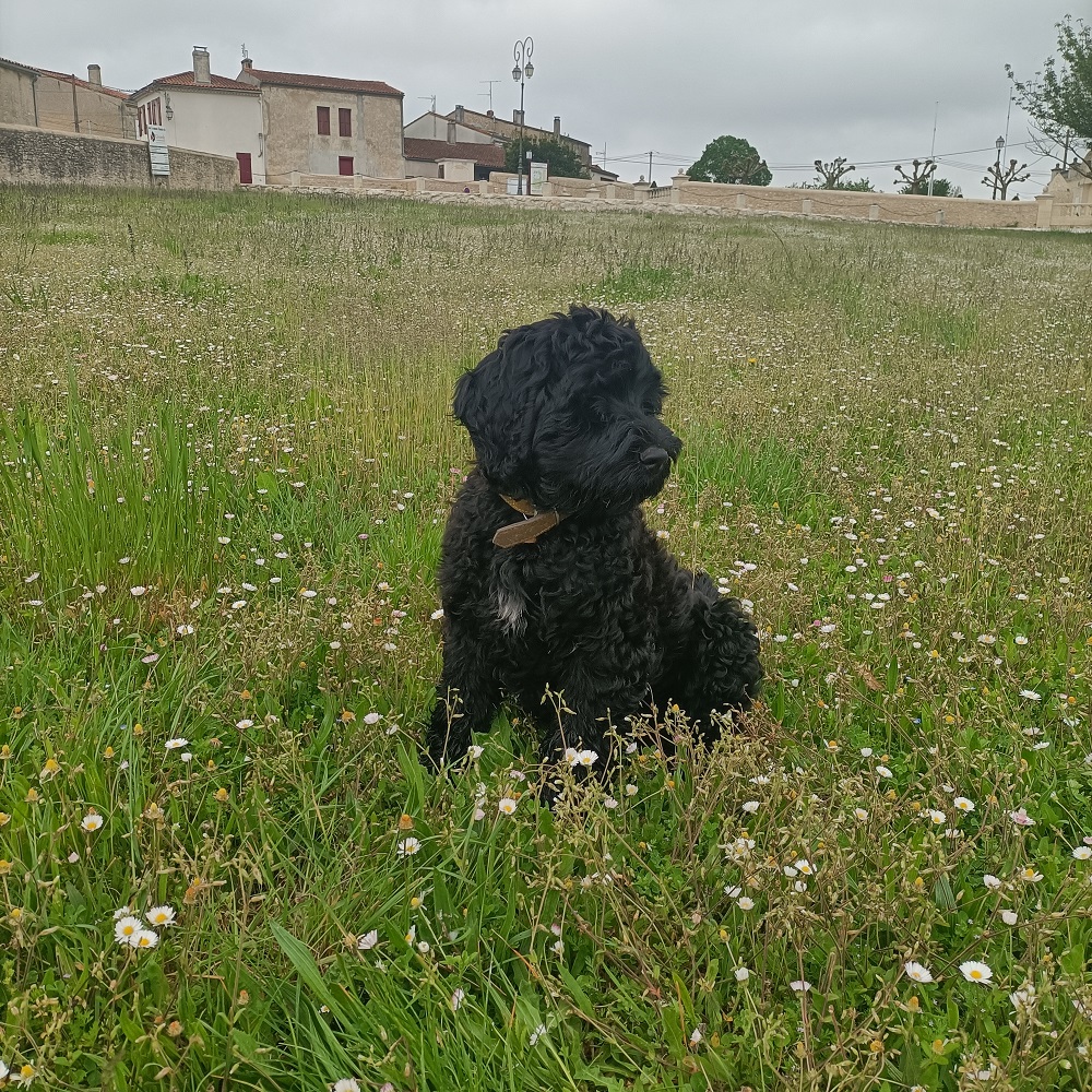 chiot chien d'eau portugais