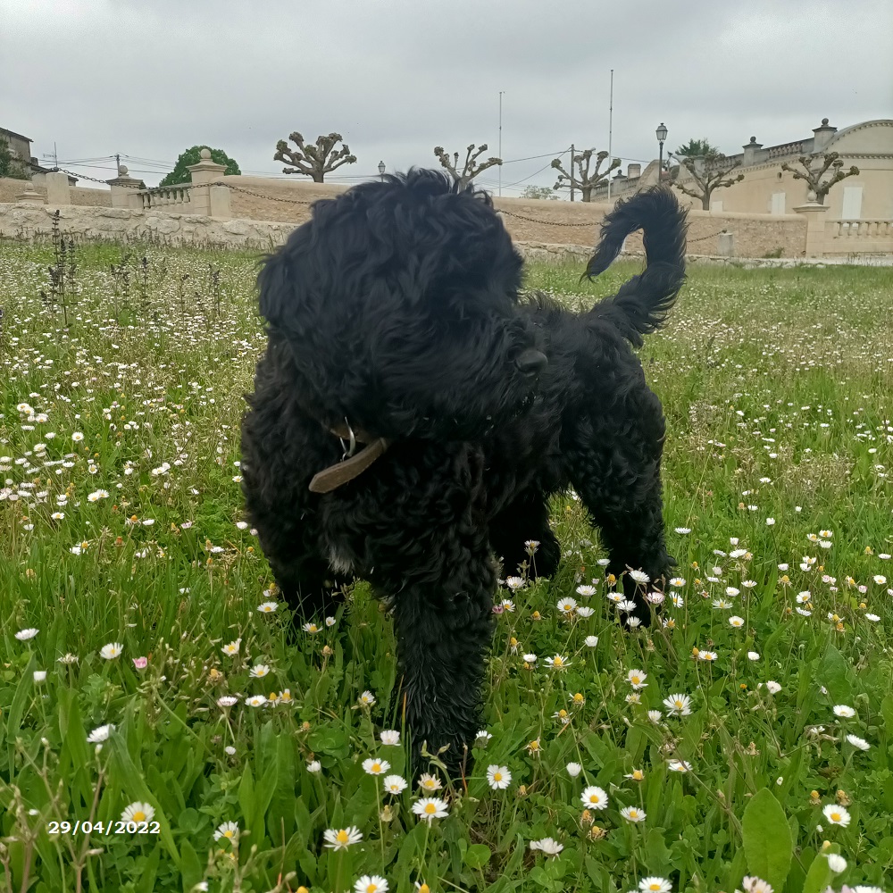 chiot chien d'eau portugais