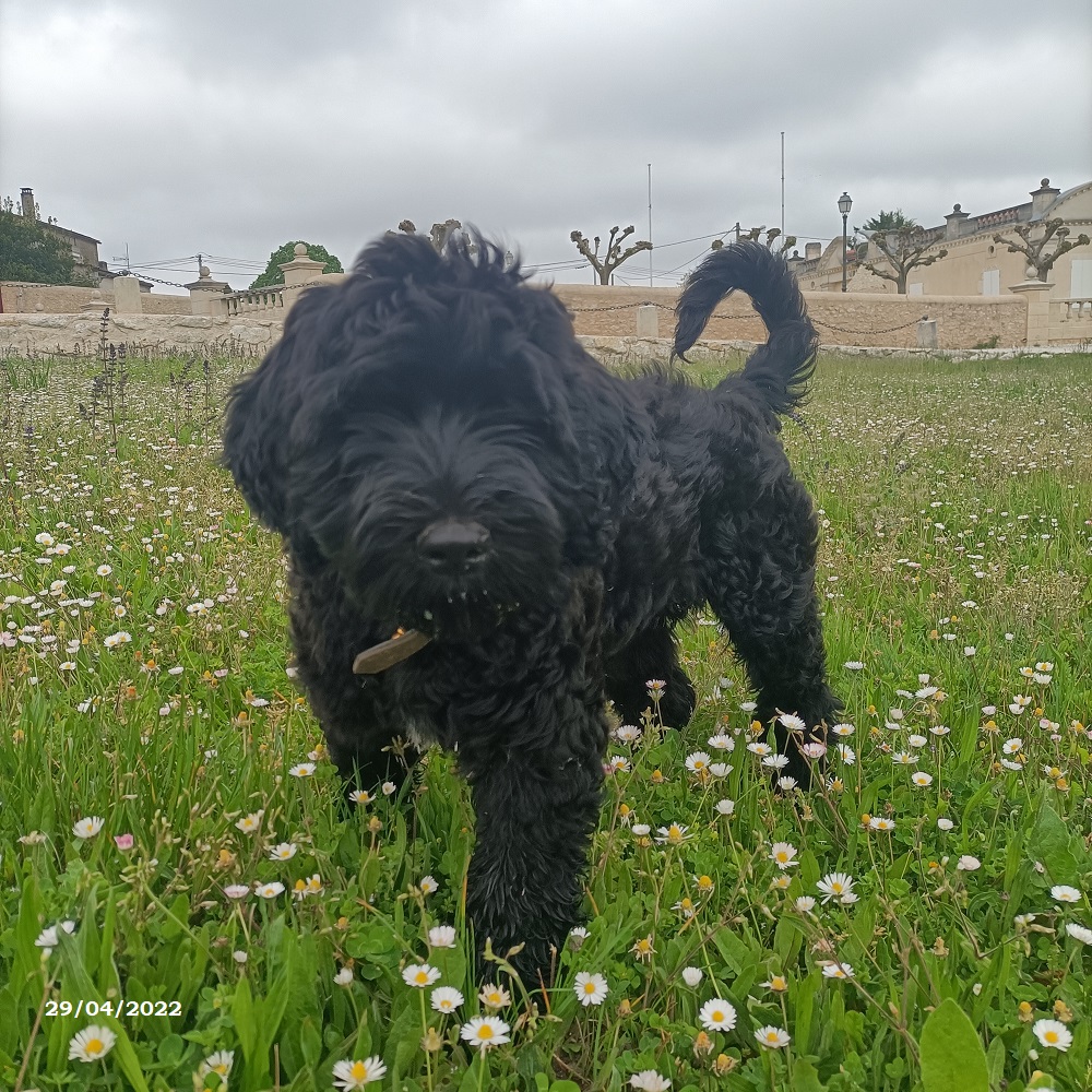 chiot chien d'eau portugais