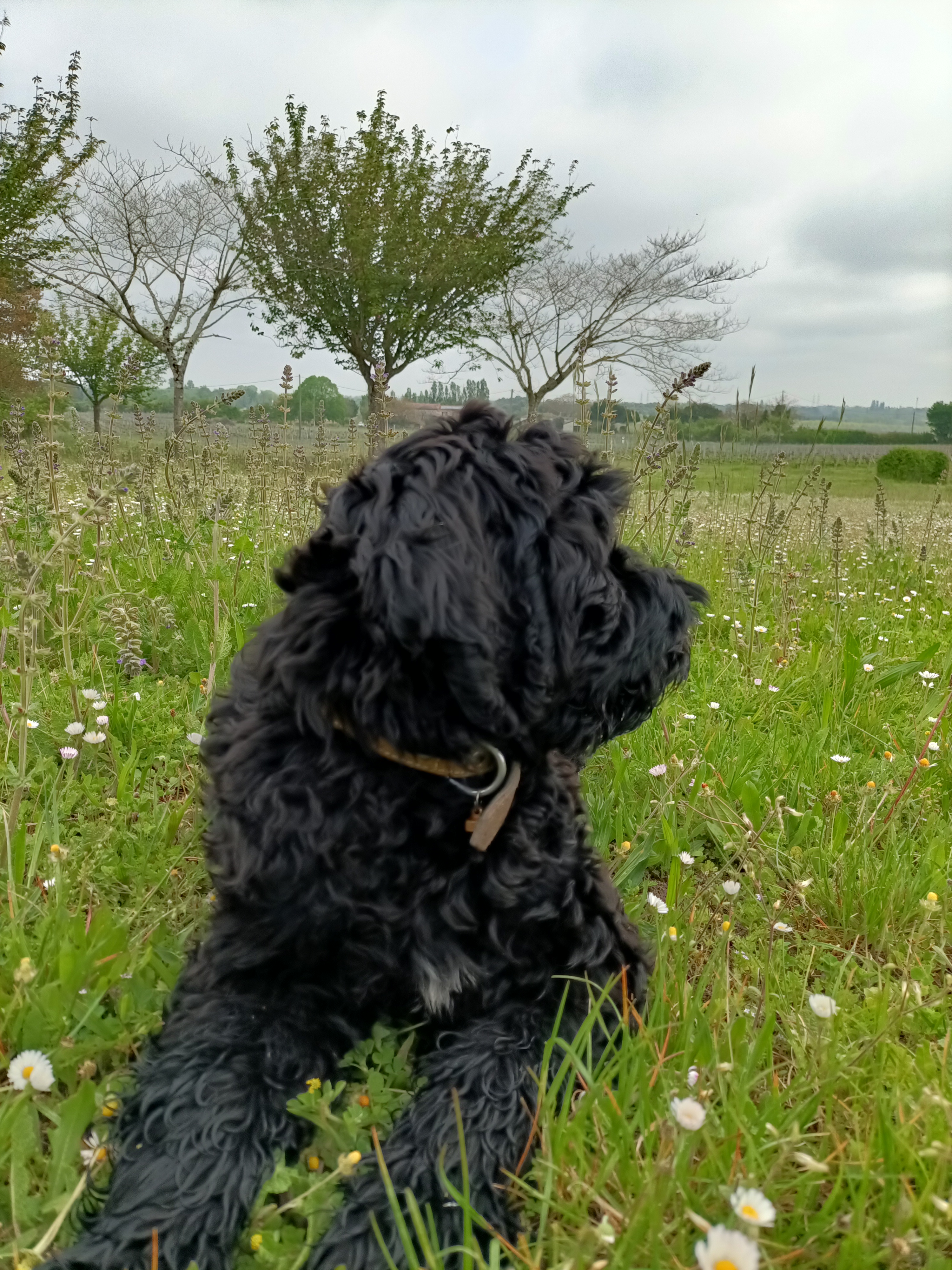 chiot chien d'eau portugais
