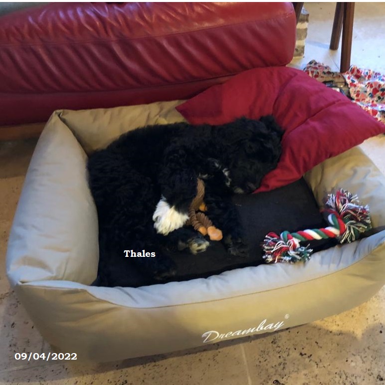 chiot chien d'eau portugais