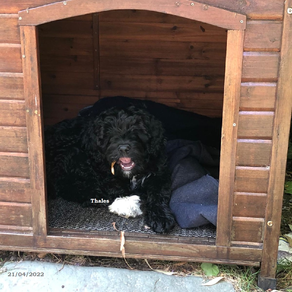 chiot chien d'eau portugais