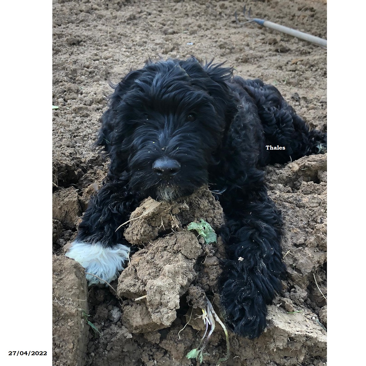 chiot chien d'eau portugais