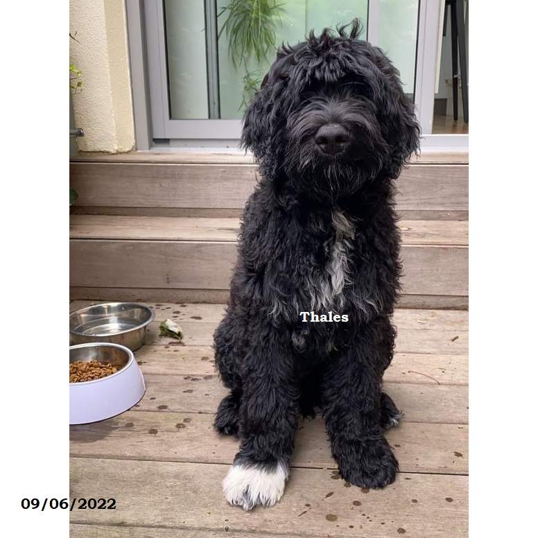 chiot chien d'eau portugais