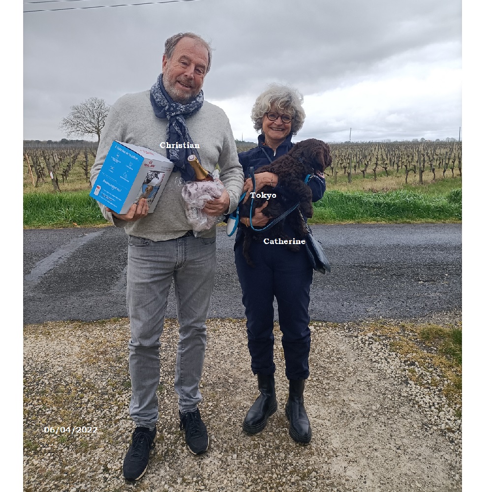 chiot chien d'eau portugais