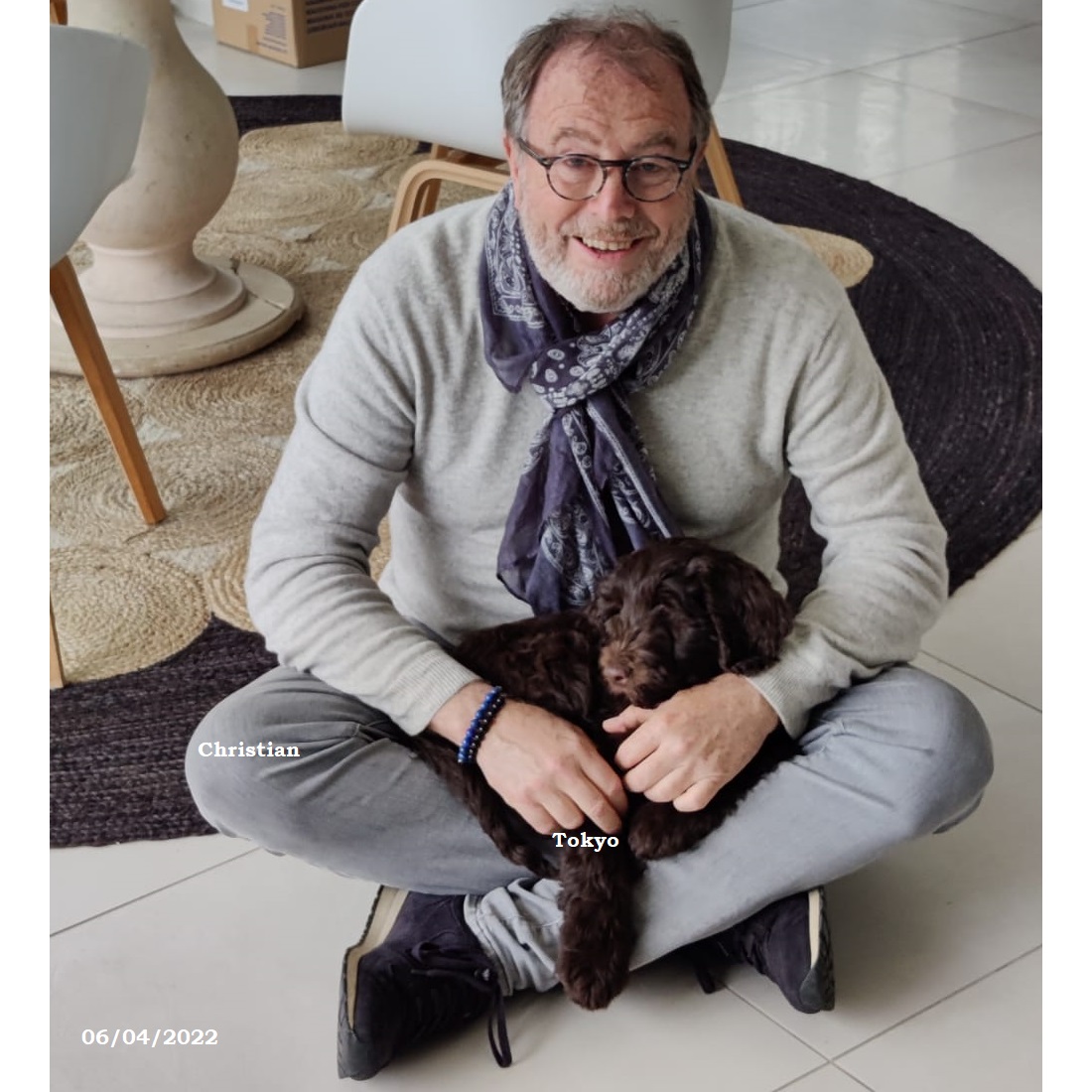 chiot chien d'eau portugais