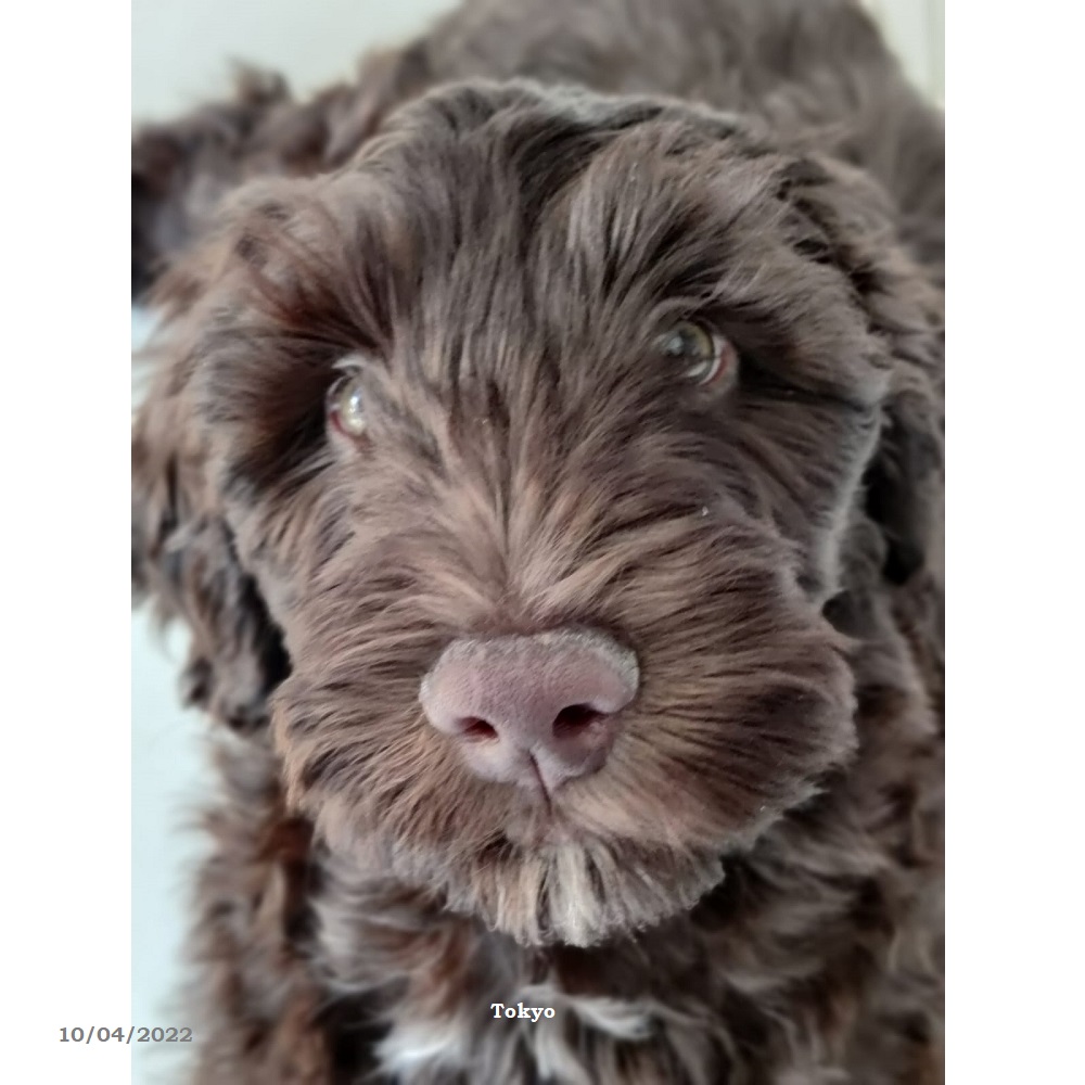 chiot chien d'eau portugais