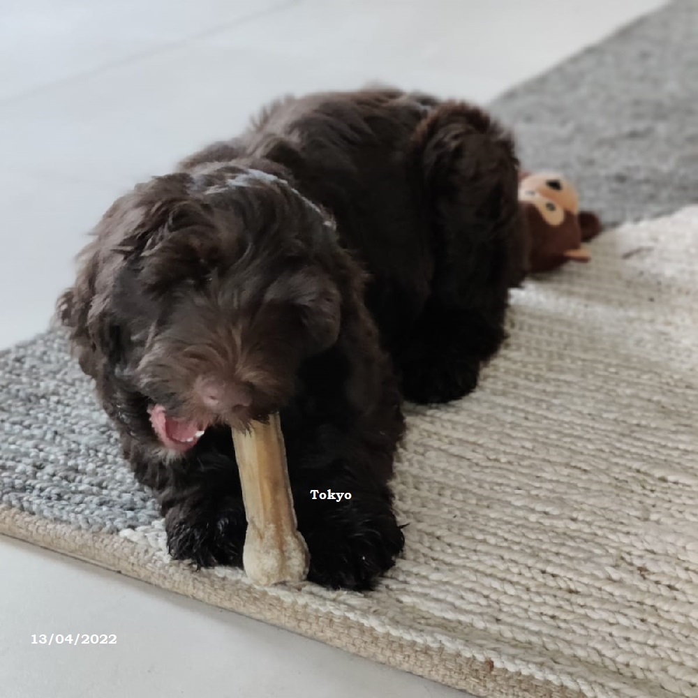 chiot chien d'eau portugais