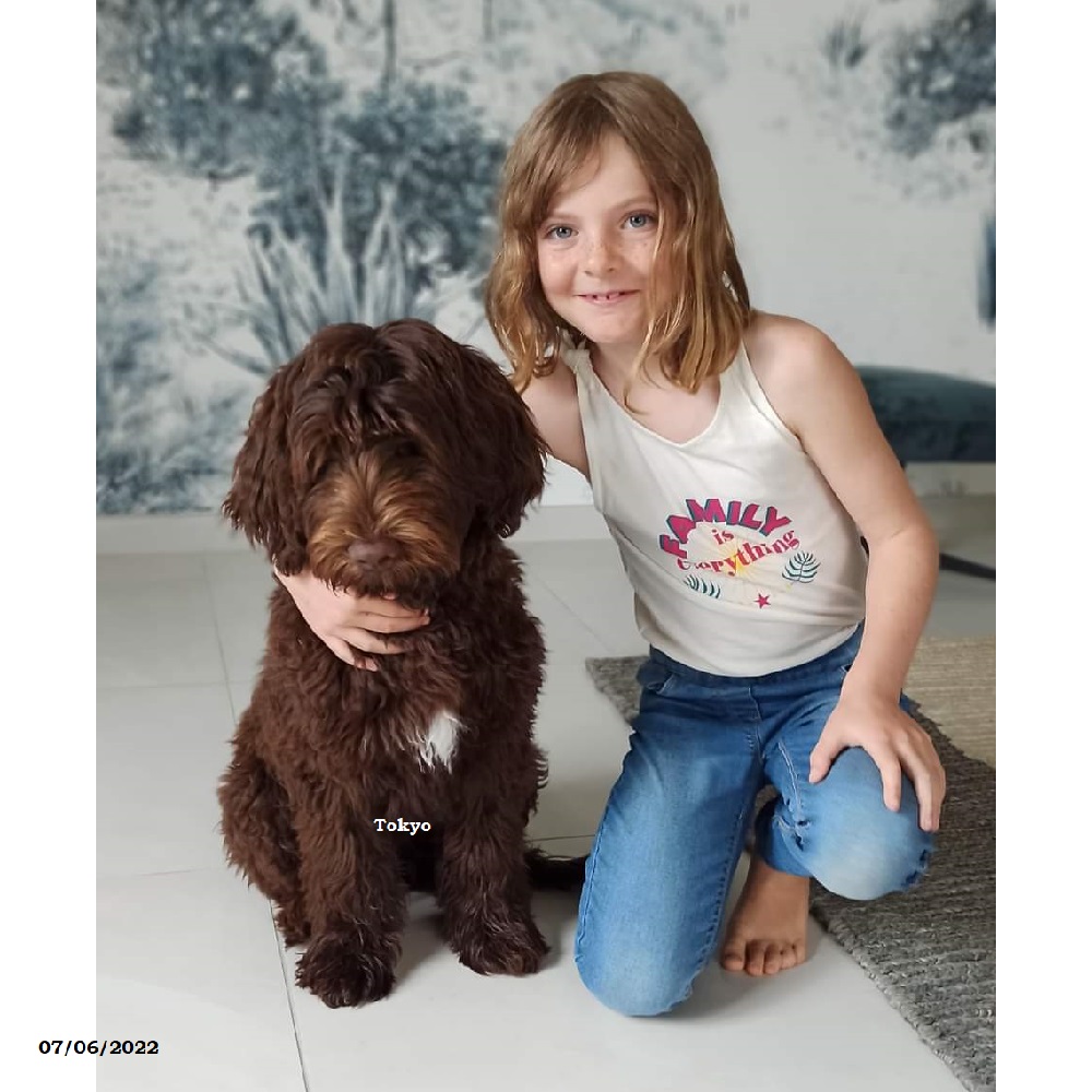 chiot chien d'eau portugais