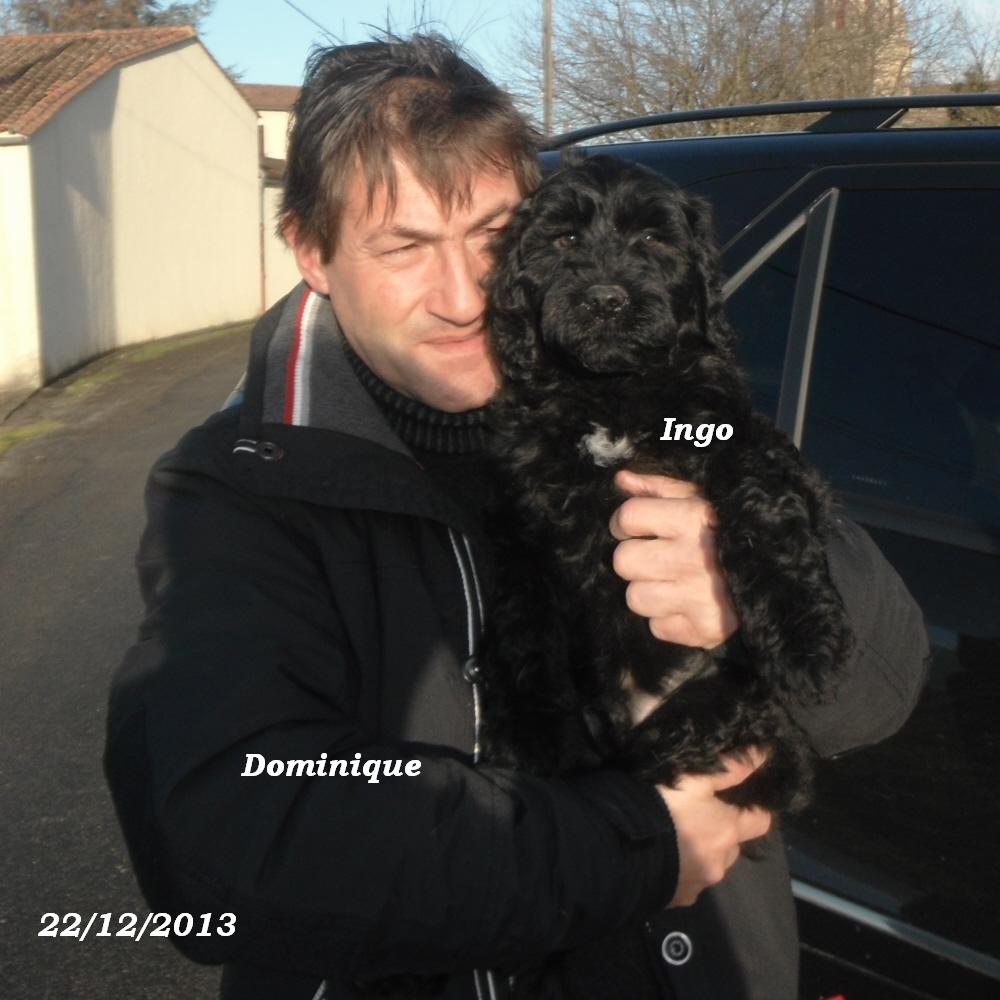 chiot chien d'eau portugais