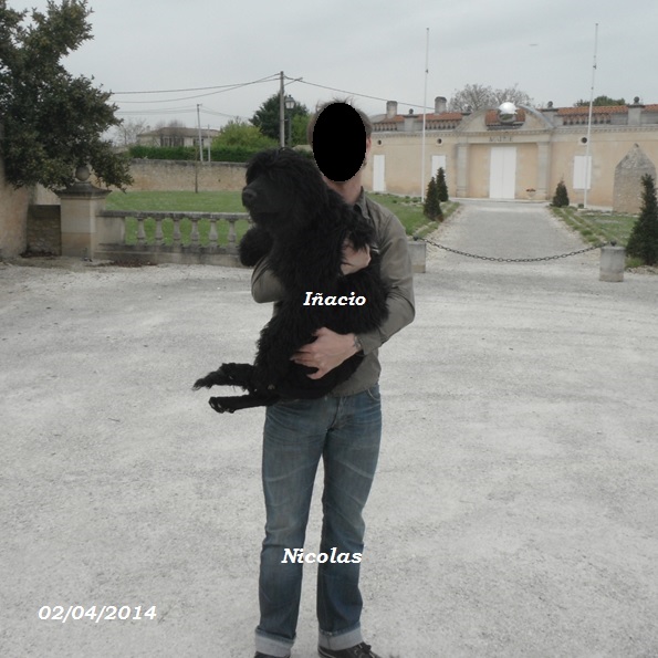 chien d'eau portugais