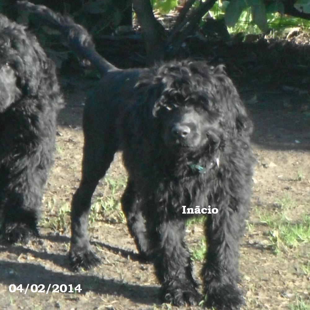 chien d'eau portugais