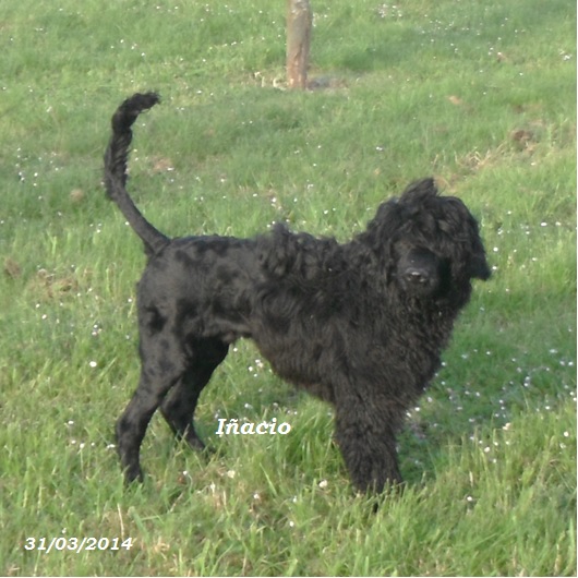 chien d'eau portugais