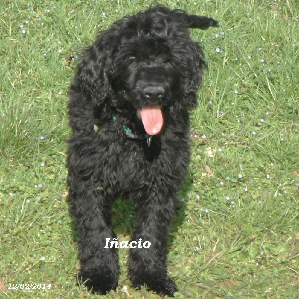 chien d'eau portugais