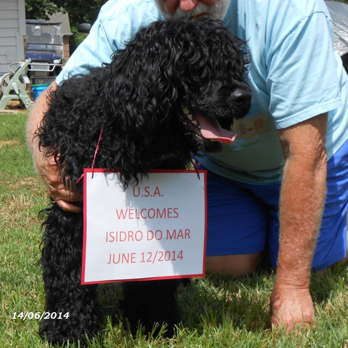 chiot chien d'eau portugais