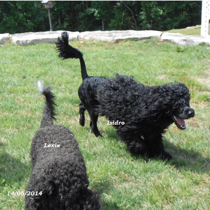 chiot chien d'eau portugais