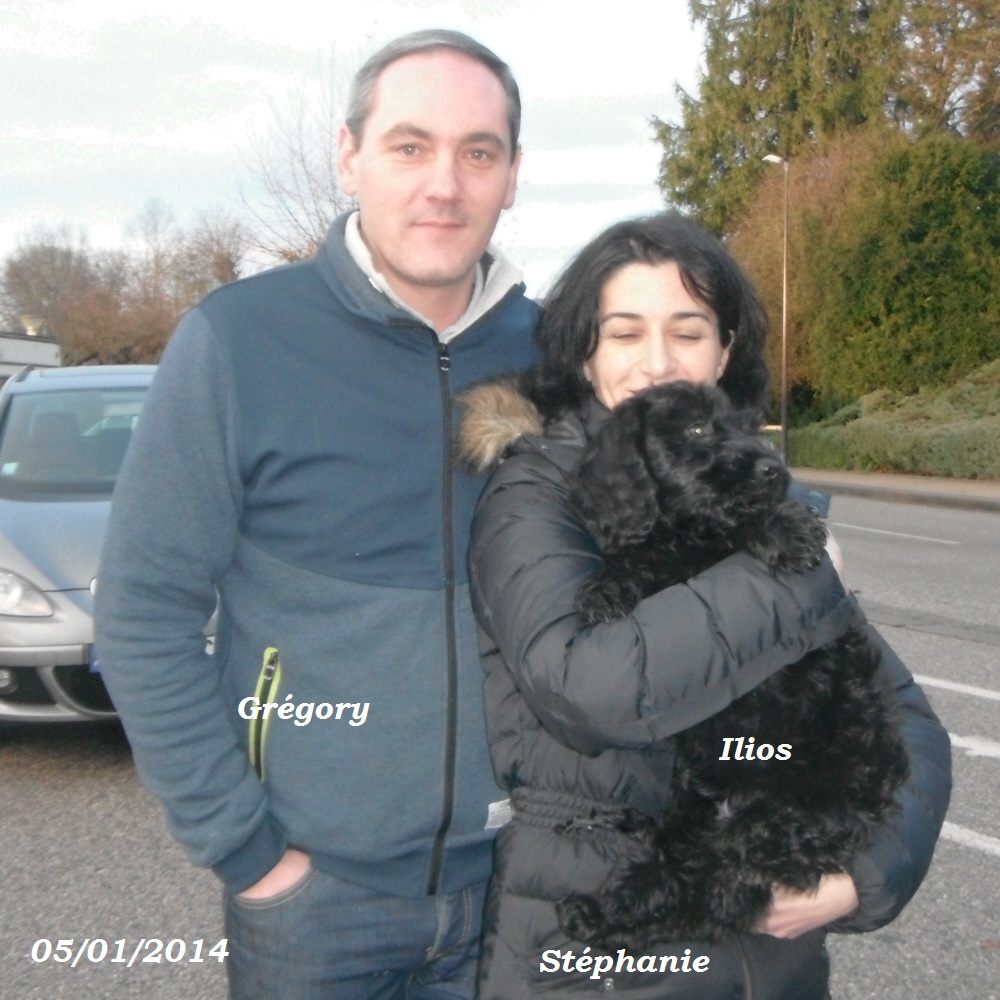 chiot chien d'eau portugais