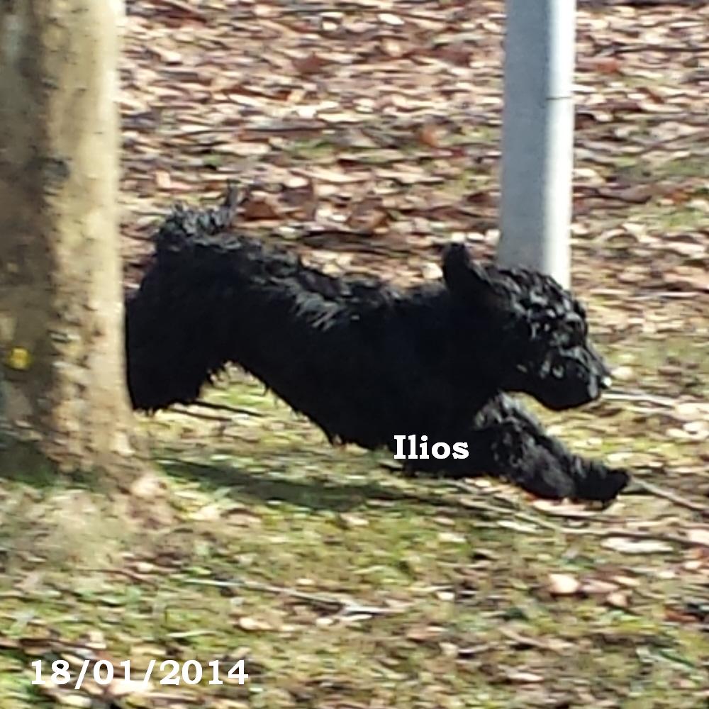 chien d'eau portugais