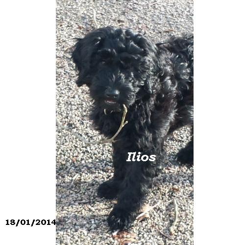 chien d'eau portugais