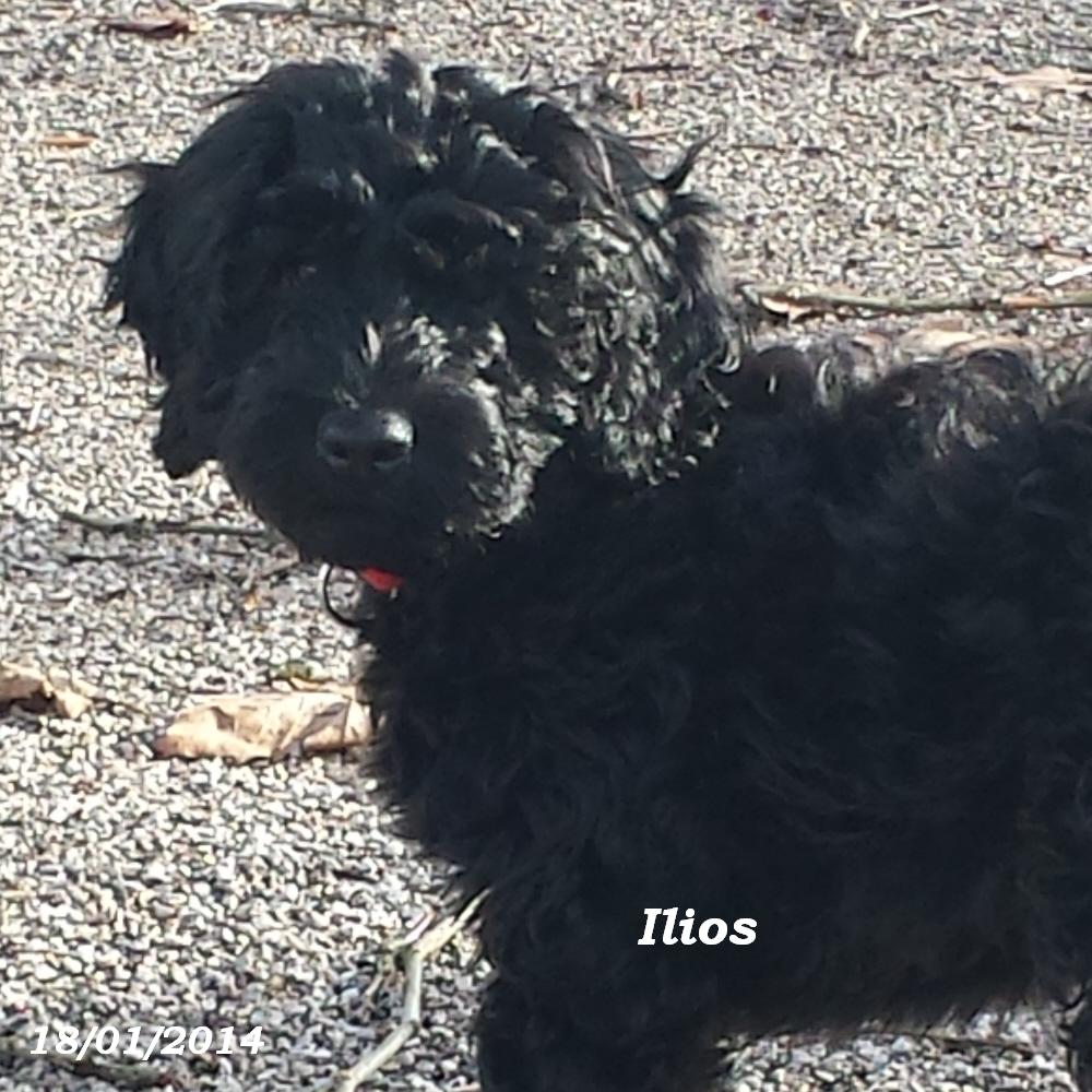 chiot chien d'eau portugais