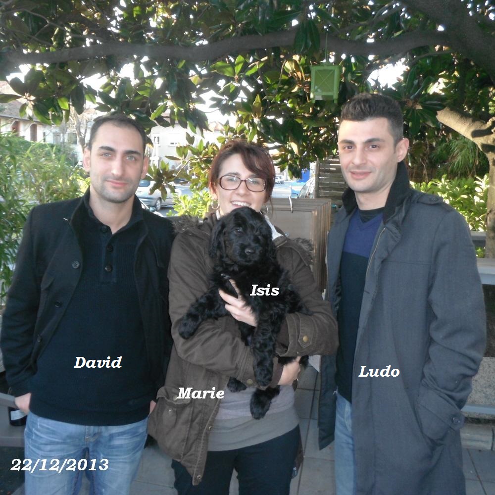 chiot chien d'eau portugais