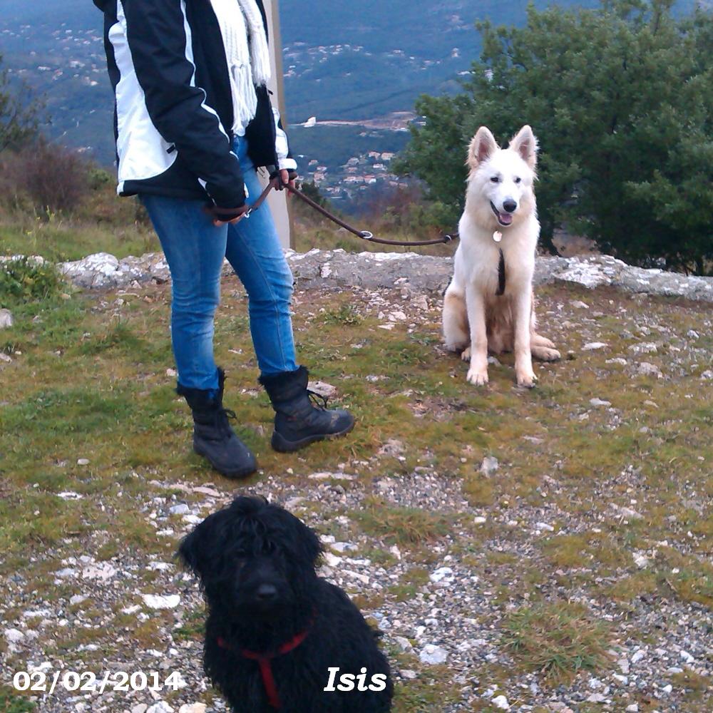 chien d'eau portugais