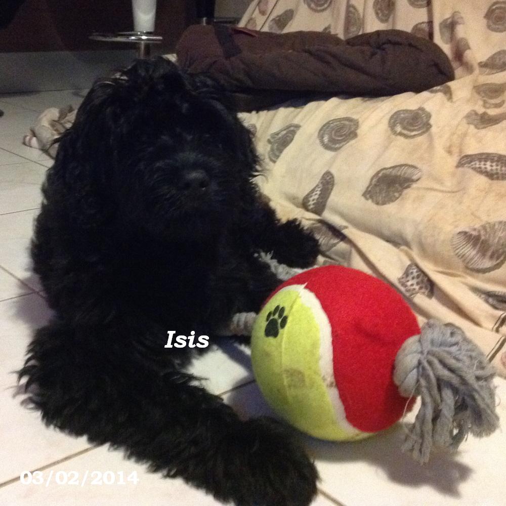 chien d'eau portugais