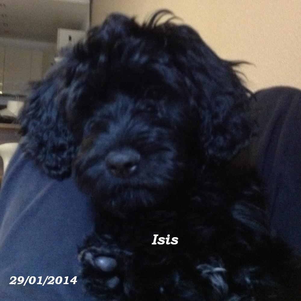 chiot chien d'eau portugais