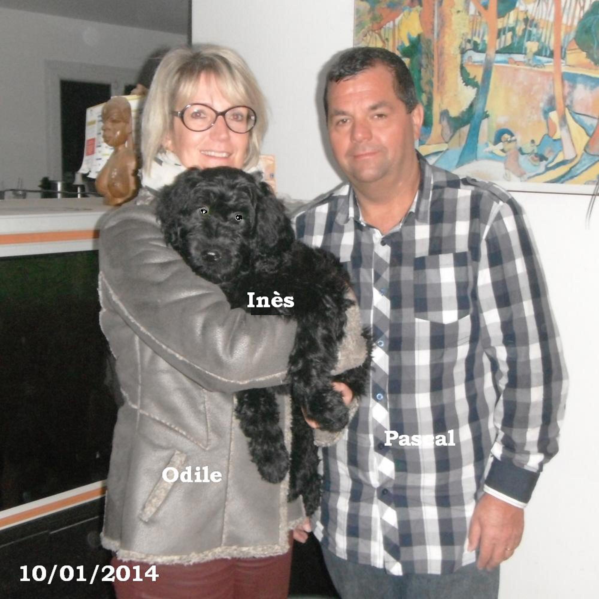 chiot chien d'eau portugais