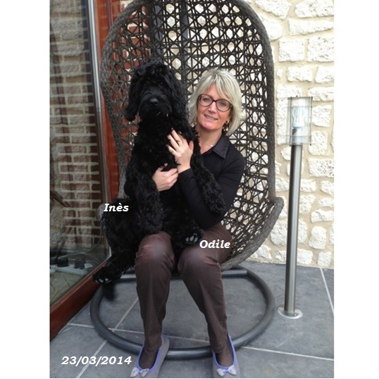 chien d'eau portugais