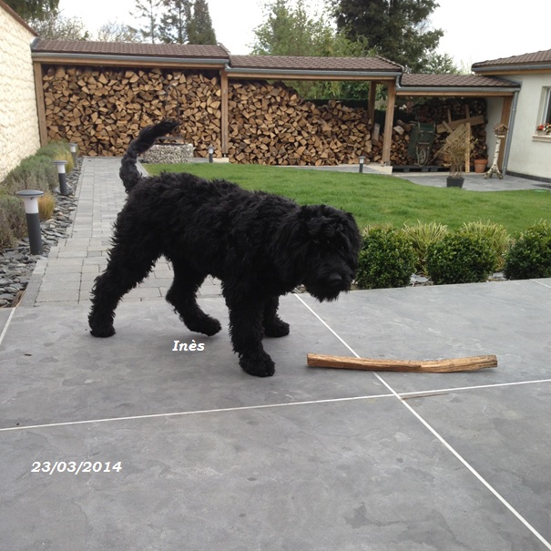 chien d'eau portugais