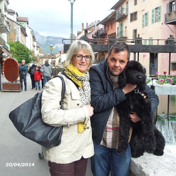 chiot chien d'eau portugais