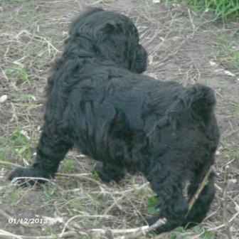 chiot chien d'eau portugais