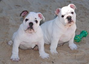  Diamond From bullshappiness et Hihibull's Cute Chubby Charlie : deux bébés bulldogs anglais