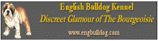 english bulldog kennel - chiots bulldog anglais - pologne - poland