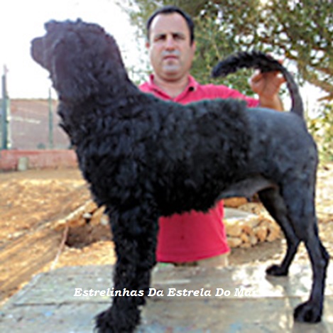 chien d’eau portugais : Estrelinha Da Estrela Do Mar