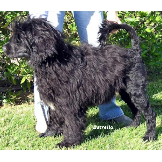 chien d’eau portugais : Estrella